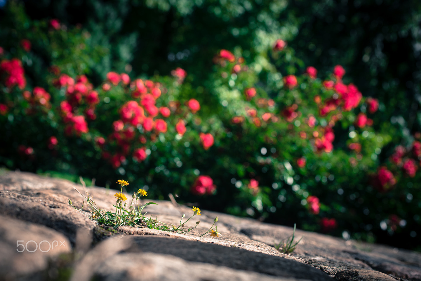 Nikon D750 + Sigma 50mm F2.8 EX DG Macro sample photo. On the ground photography