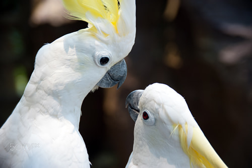 AF Zoom-Nikkor 28-105mm f/3.5-4.5D IF sample photo. Bird lovers photography