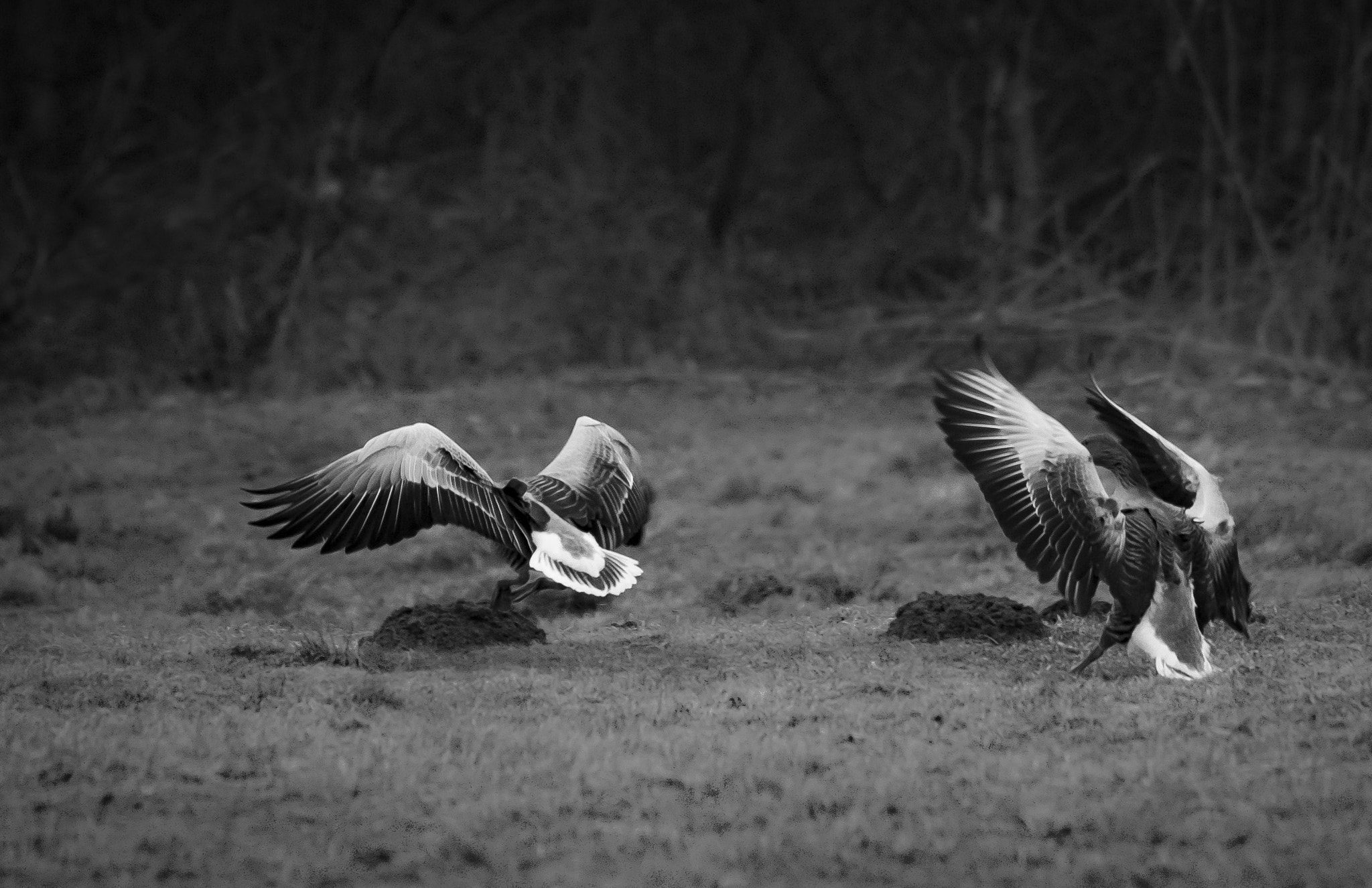 Sigma 150-500mm F5-6.3 DG OS HSM sample photo. Landung photography