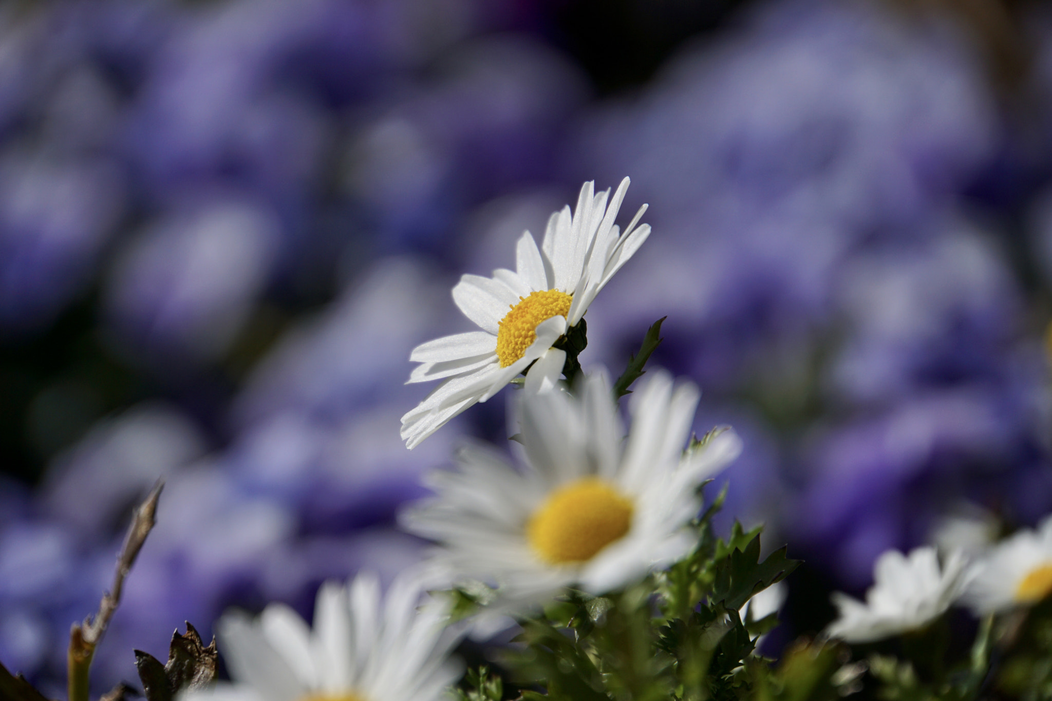 Sony a6000 + Sony E 18-200mm F3.5-6.3 sample photo. ☆*:.look up to the sky.:*☆ photography