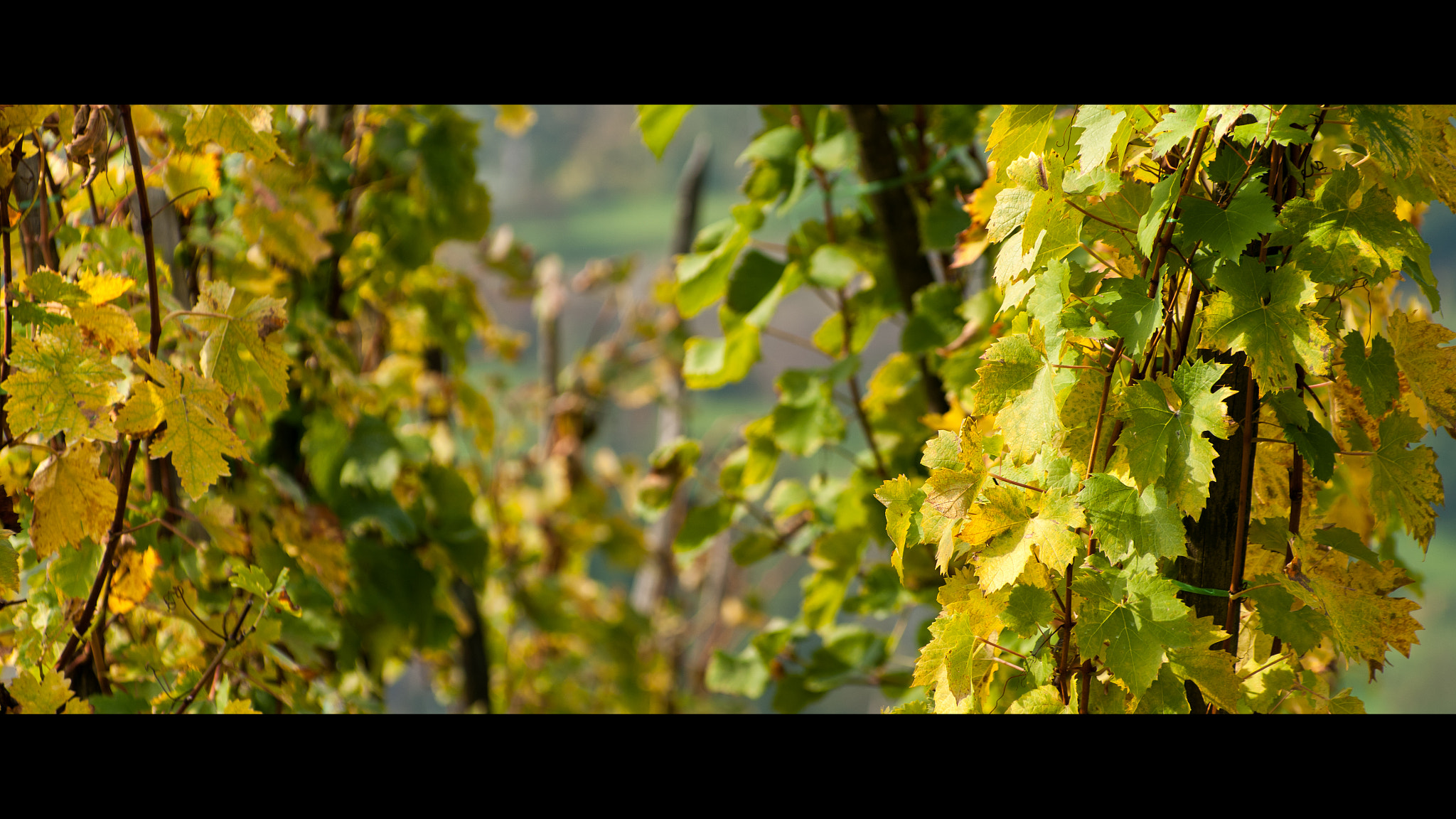 Pentax K20D sample photo. From the archives: autumn vineyard photography