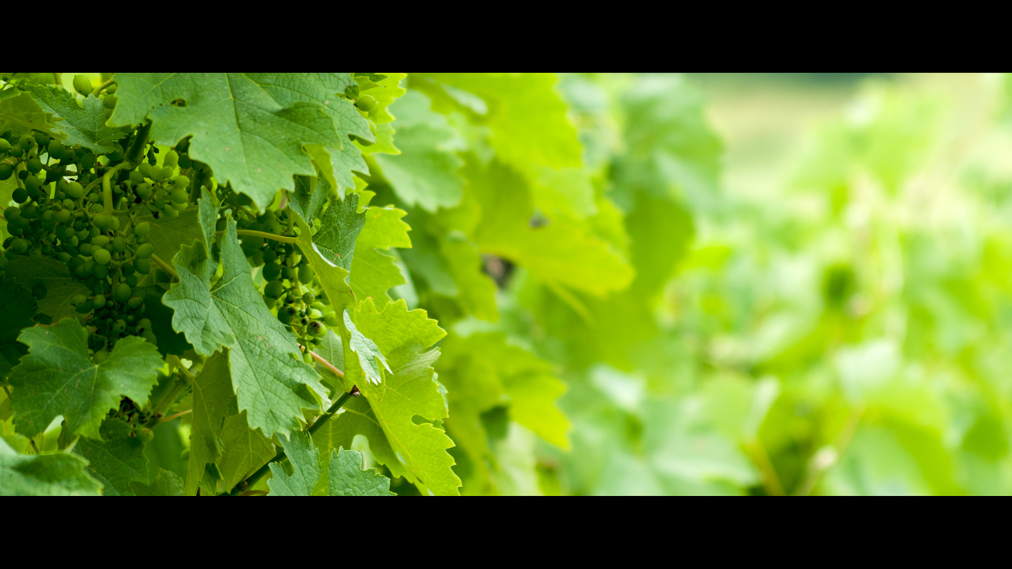 Pentax K20D + smc PENTAX-FA 70-200mm F4-5.6 sample photo. From the archives: summer vineyard photography