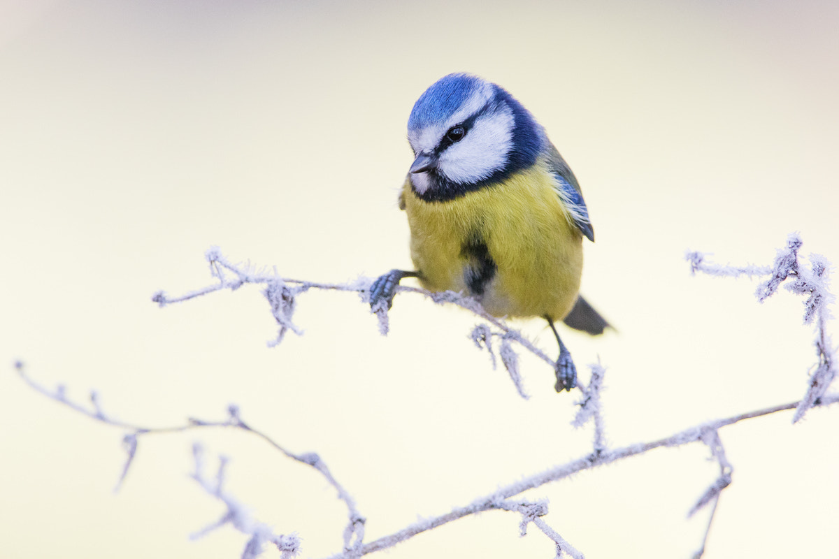 Canon EF 300mm F2.8L IS USM sample photo. Frozen photography