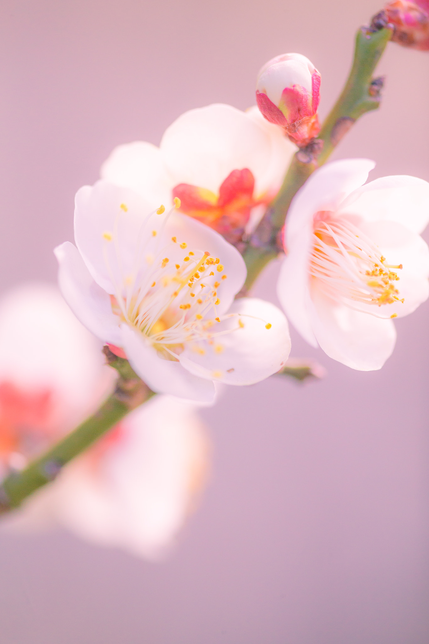 Canon EF 180mm F3.5L Macro USM sample photo. Ume photography