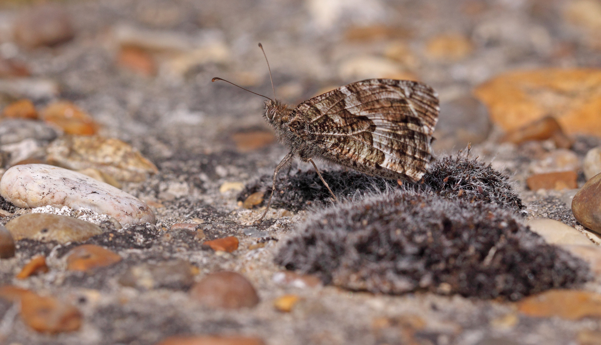 Canon EF 100mm F2.8L Macro IS USM sample photo. Graylings in the rocks photography