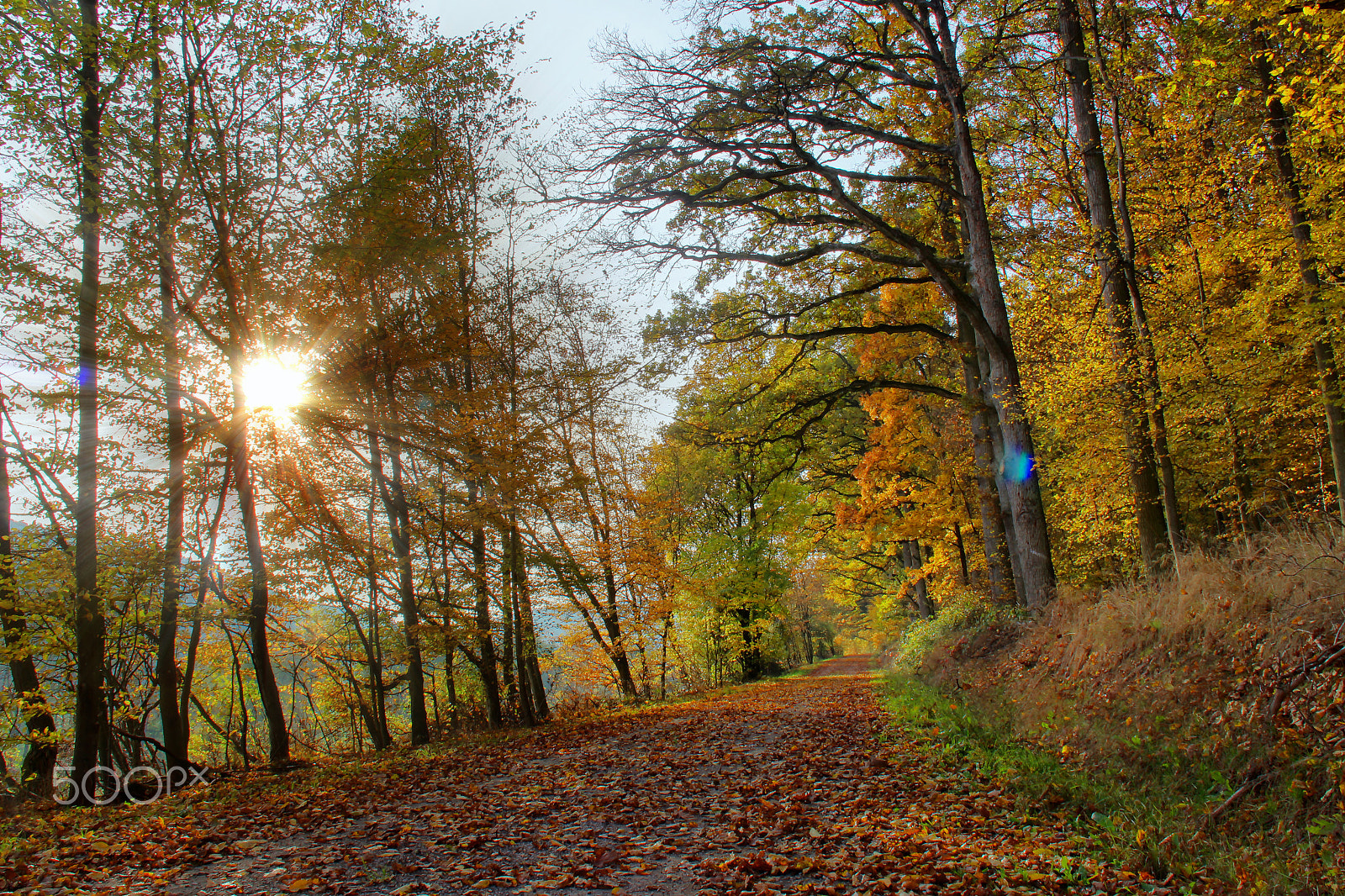 Canon EF-S 18-200mm F3.5-5.6 IS sample photo. Autumn light photography