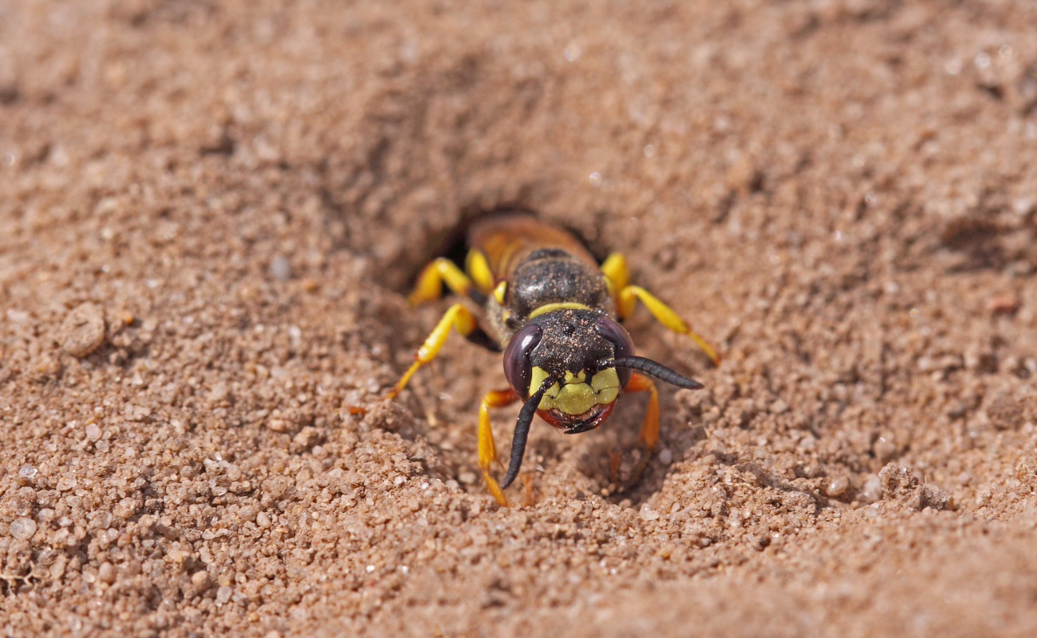 Canon EF 100mm F2.8L Macro IS USM sample photo. Eyes of the wolf photography