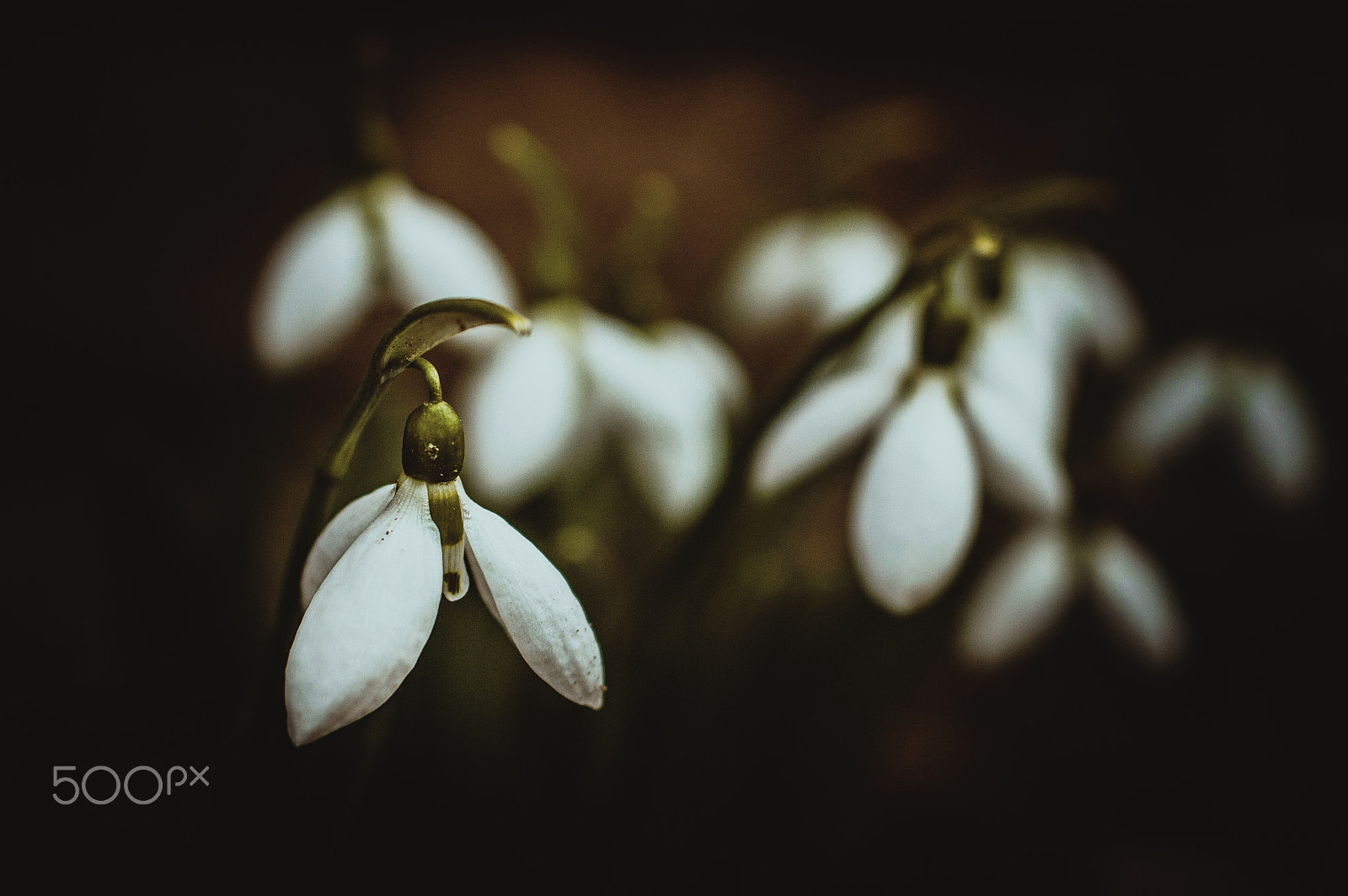 Nikon D3200 + Sigma 50mm F2.8 EX DG Macro sample photo. The spring is near photography