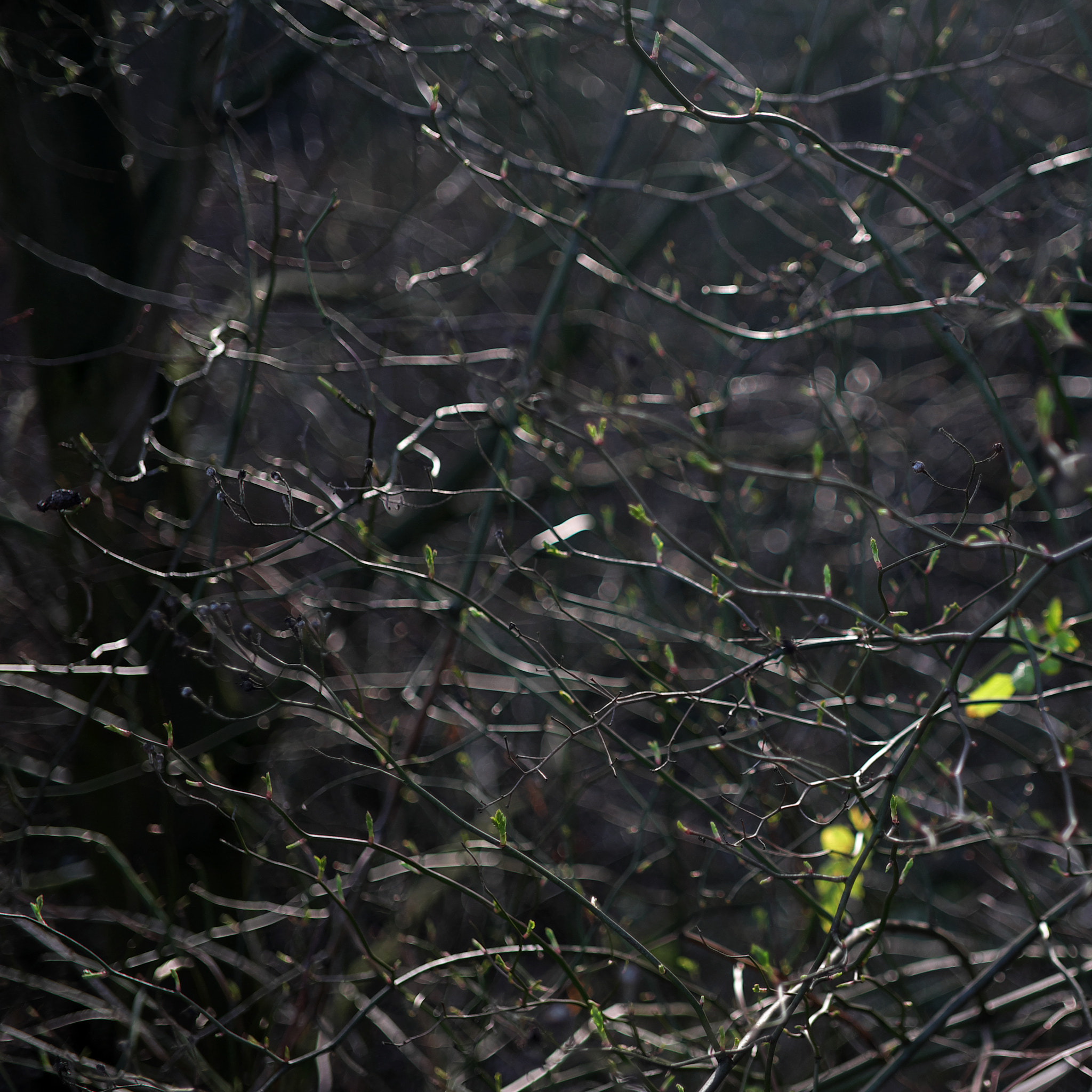 Fujifilm X-E1 + ZEISS Touit 32mm F1.8 sample photo. Early spring light 3 photography