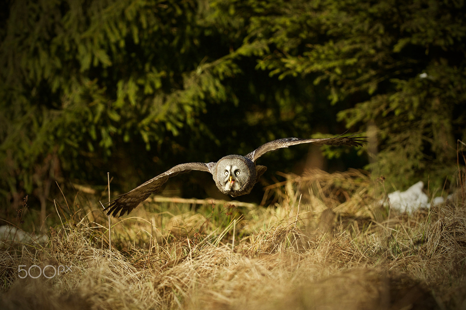 Canon EOS 7D Mark II + Canon EF 200-400mm F4L IS USM Extender 1.4x sample photo. Flying photography