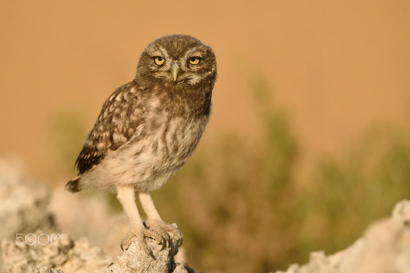 Nikon D810 + Nikon AF-S Nikkor 200-400mm F4G ED-IF VR sample photo. Owl photography