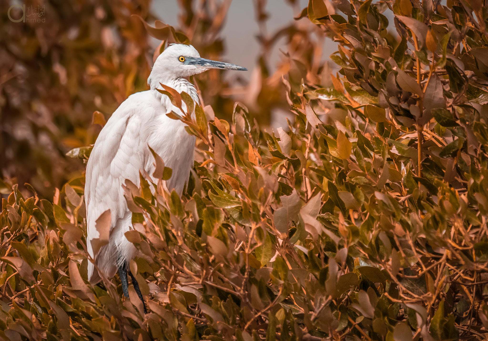 Nikon D4 + Nikon AF-S Nikkor 600mm F4G ED VR sample photo