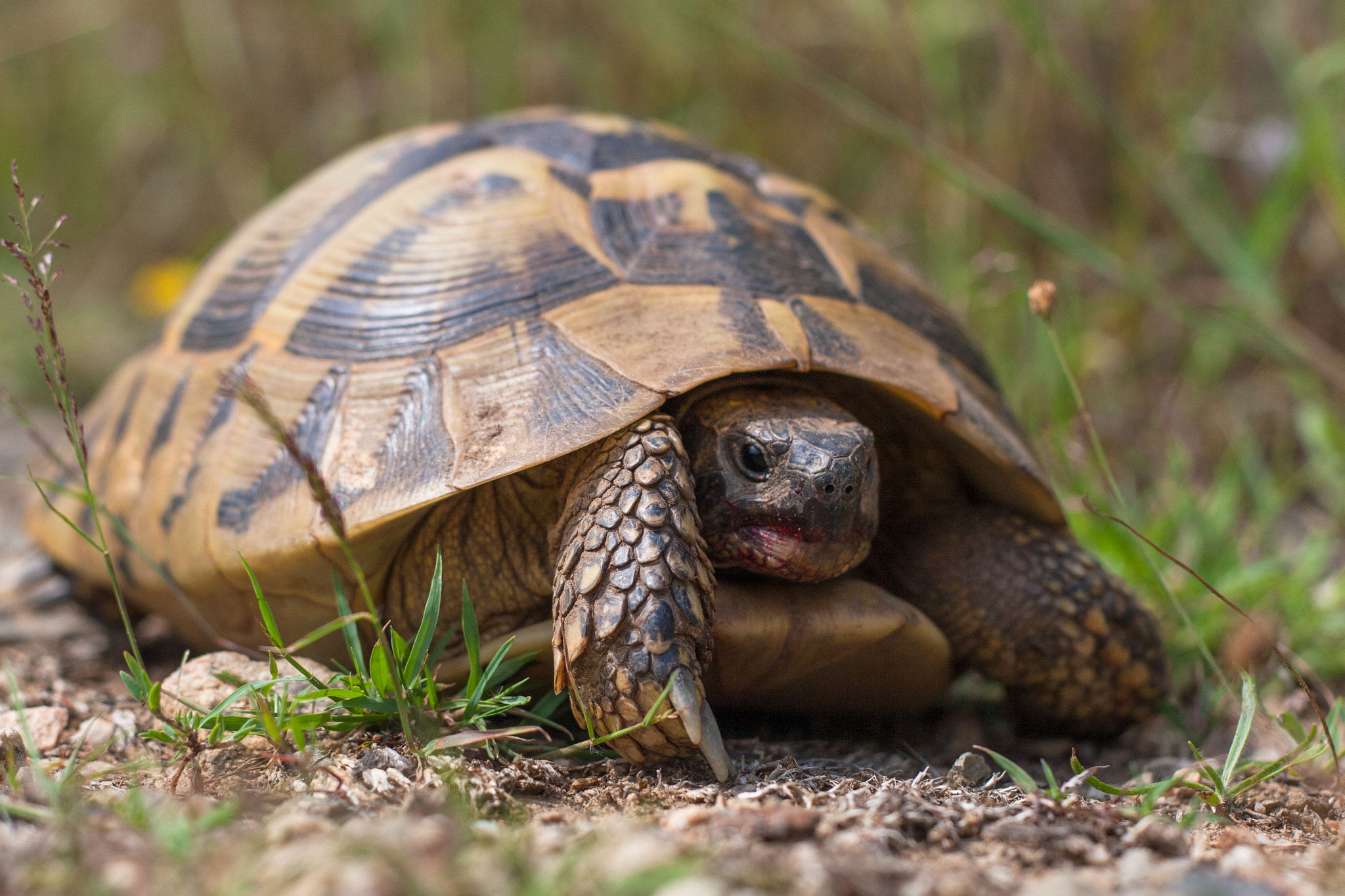 Canon EOS 30D + Canon EF 50mm f/1.8 sample photo. Tortoise lying on the ground photography