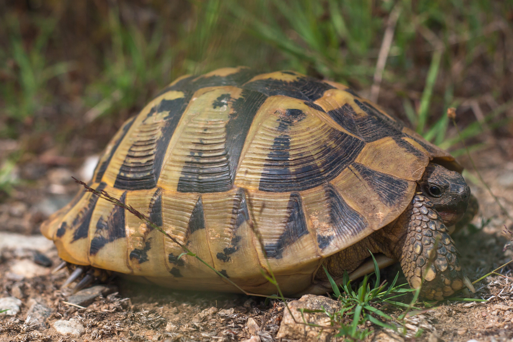 Canon EOS 30D sample photo. Tortoise lying on the ground photography