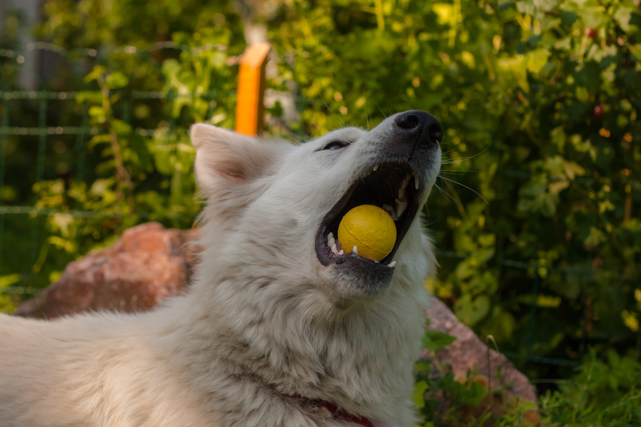 Canon EOS 30D + Canon EF 50mm f/1.8 sample photo. Swiss white shepherd plays outside photography
