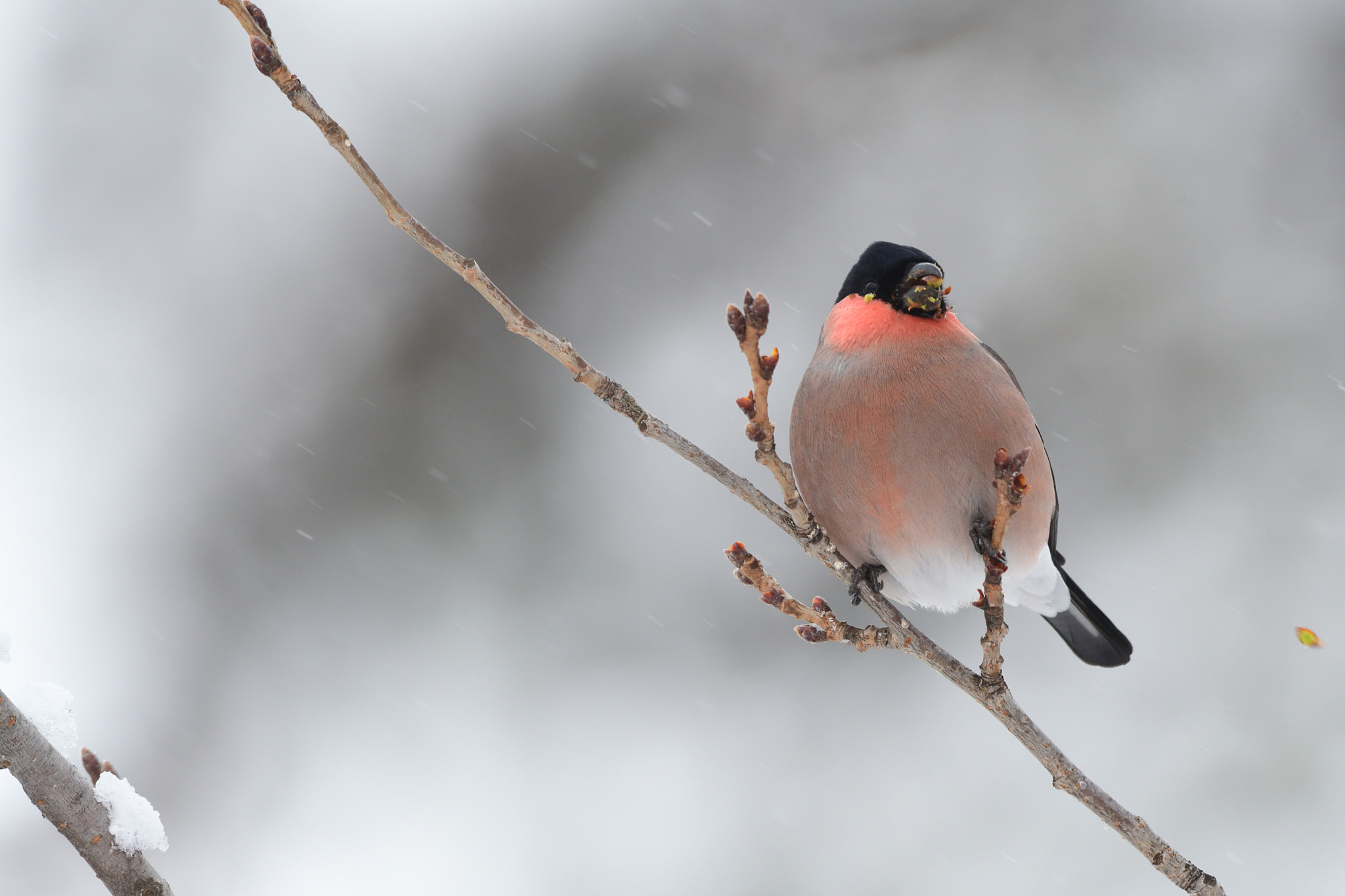 Nikon D500 + Sigma 500mm F4.5 EX DG HSM sample photo. P.p. rosaceas photography