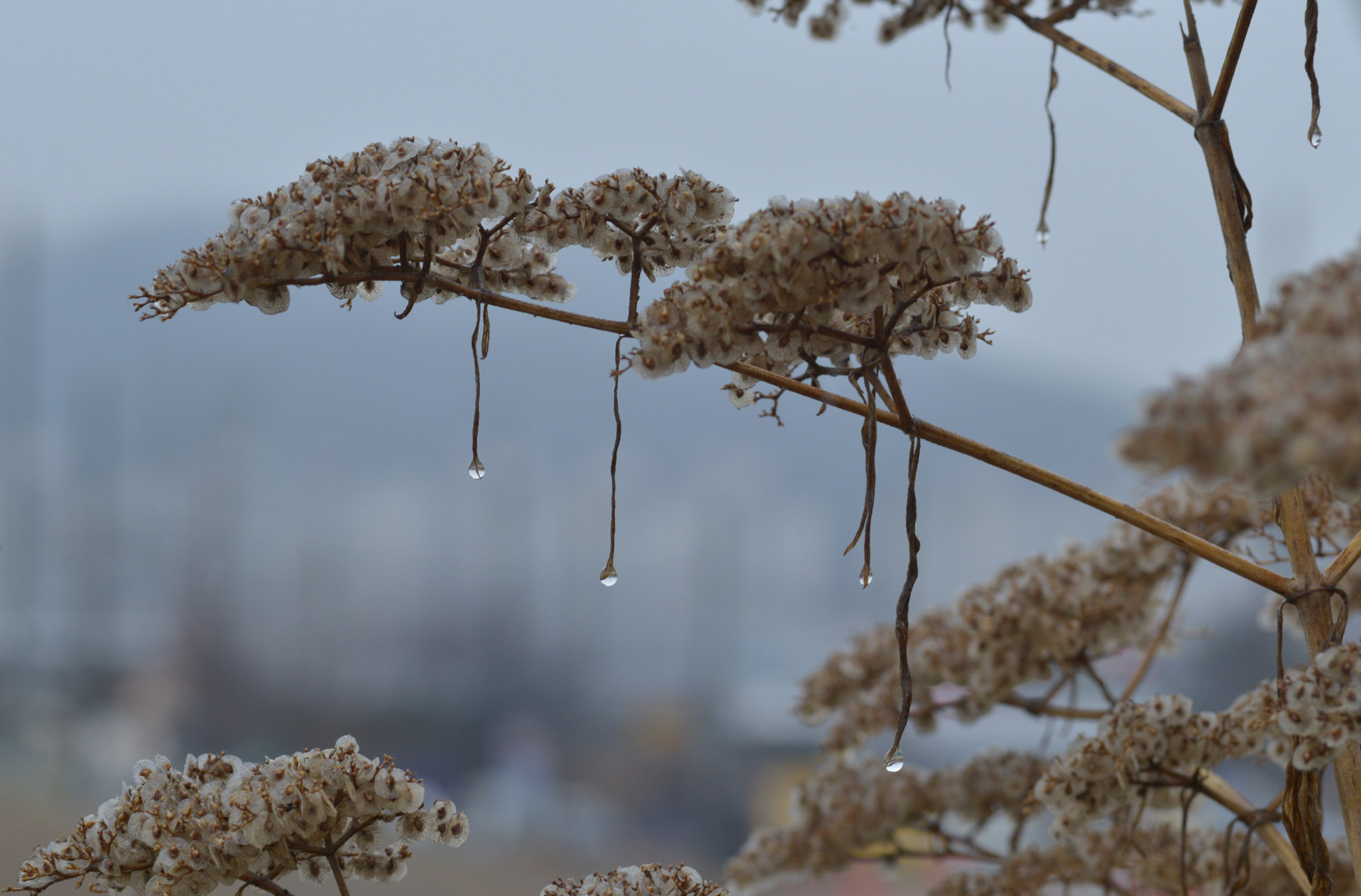 Nikon D800 sample photo. Flower & waterdrops photography