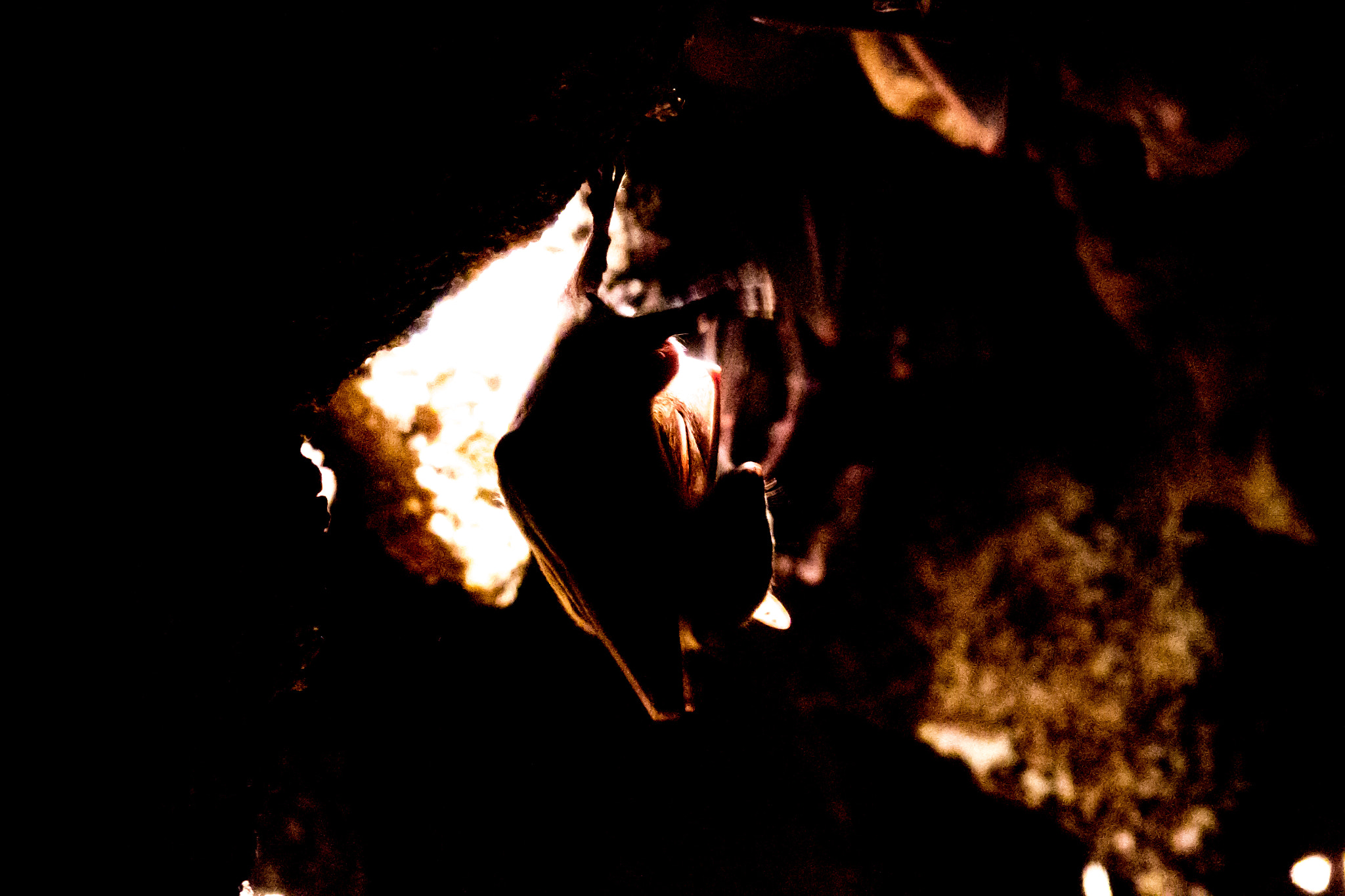 Pentax K-S2 + Sigma sample photo. Bat photography