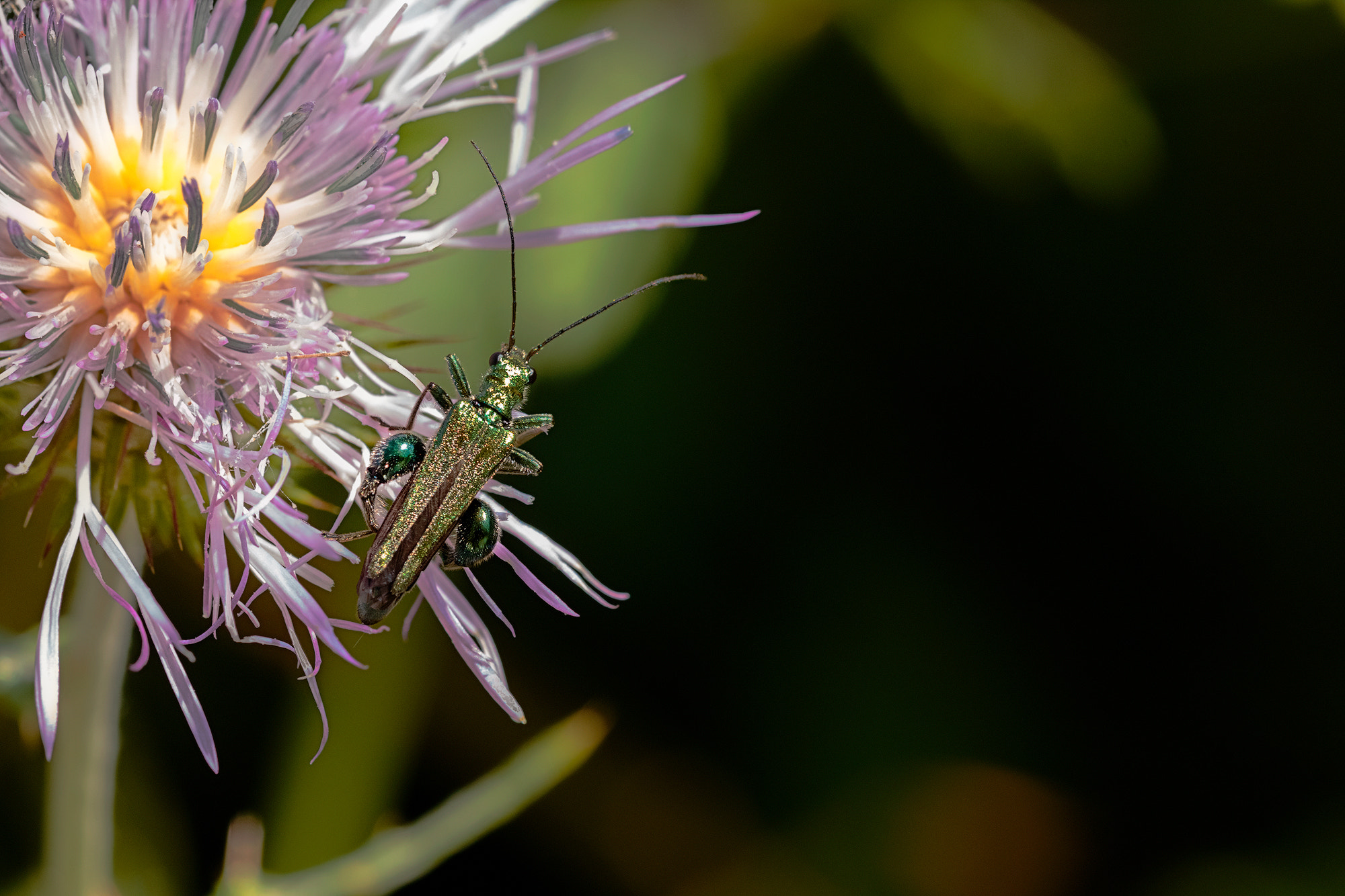 Sigma 105mm F2.8 EX DG OS HSM sample photo. Insectopia photography