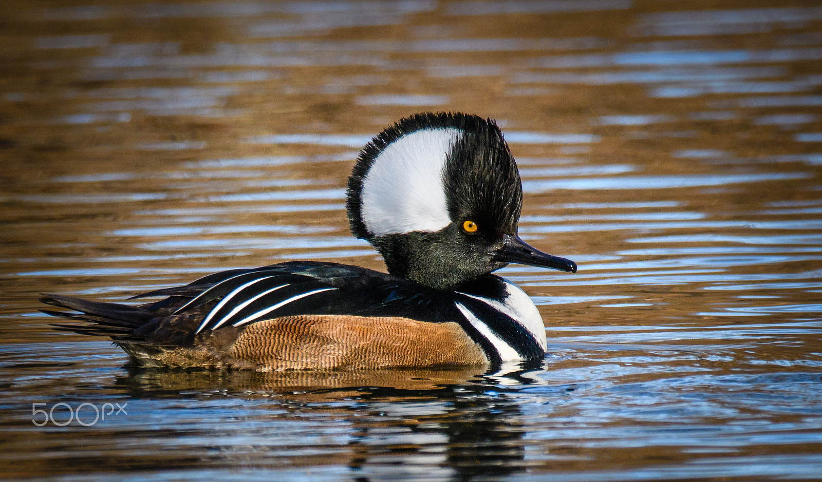 Sigma 150-600mm F5-6.3 DG OS HSM | C sample photo. Merganser in the hood photography