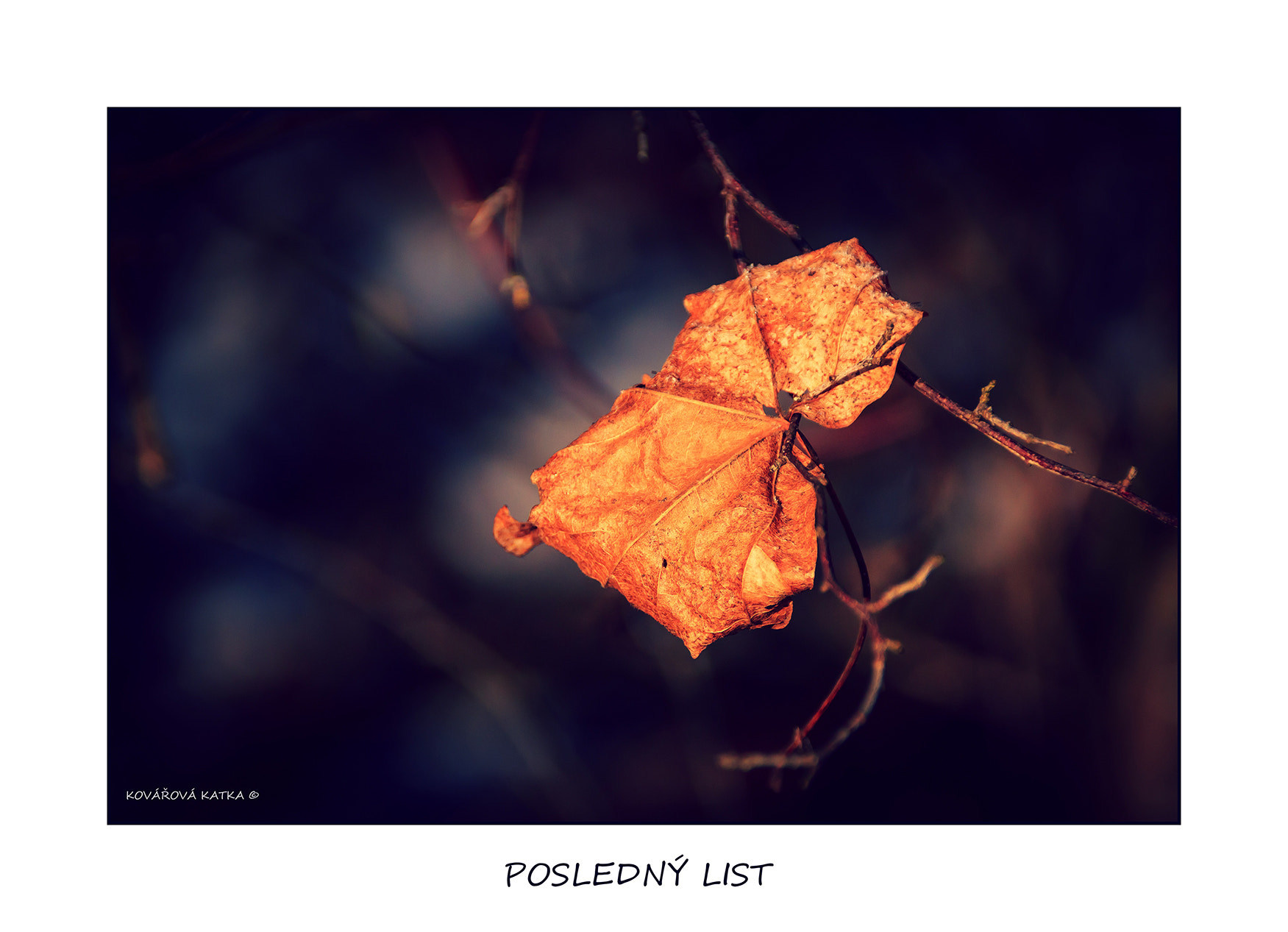 Canon EF 75-300mm F4.0-5.6 IS USM sample photo. Posledný list photography