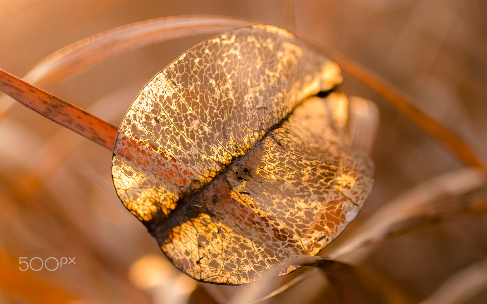 Canon EOS 6D + Canon EF 50mm F2.5 Macro sample photo. Golden leaf photography