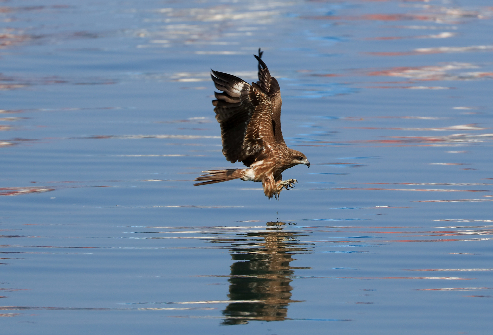 Canon EOS 5DS sample photo. Fly photography