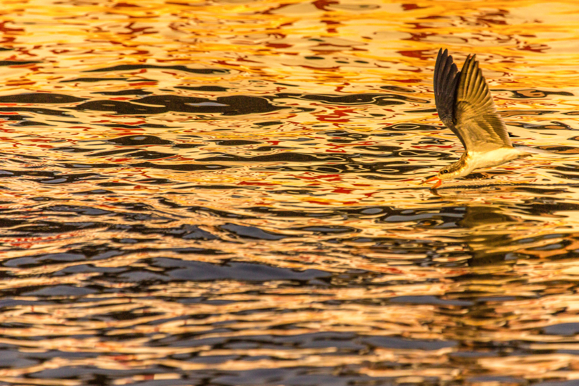 Canon EF 100-400mm F4.5-5.6L IS USM sample photo. Sunset grooves photography