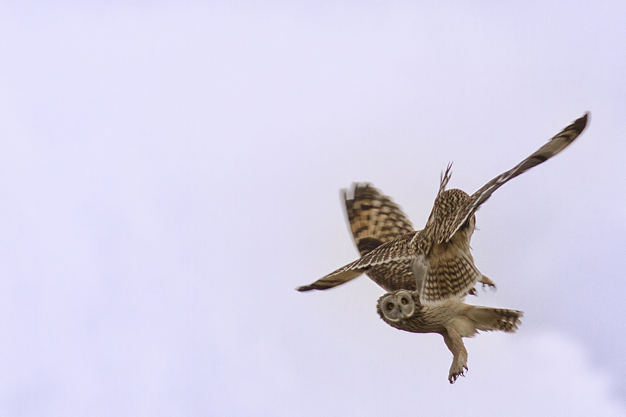 Owls Fight by Martin Grančič Photo 19966669 / 500px