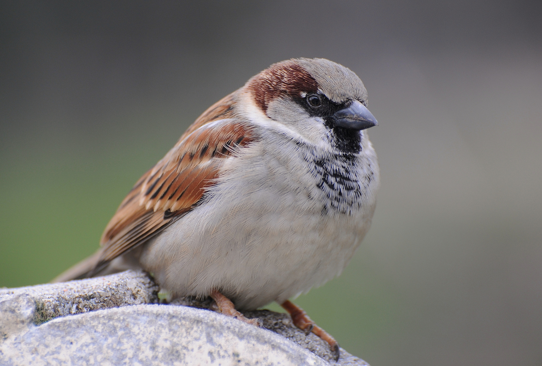 Nikon D300 sample photo. House sparrow photography