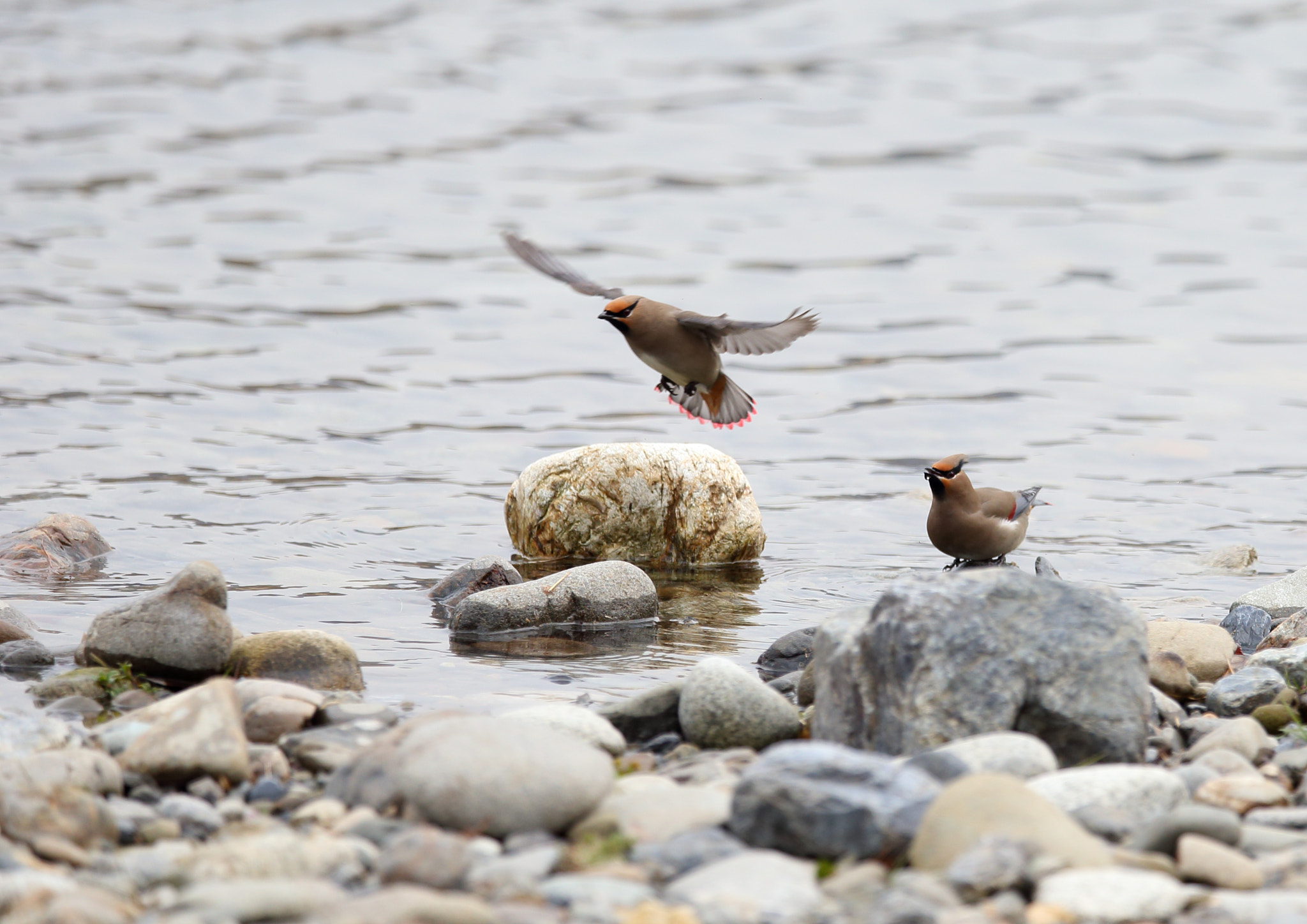 Canon EF 400mm F2.8L IS II USM sample photo. ヒレンジャク japanese waxwing photography