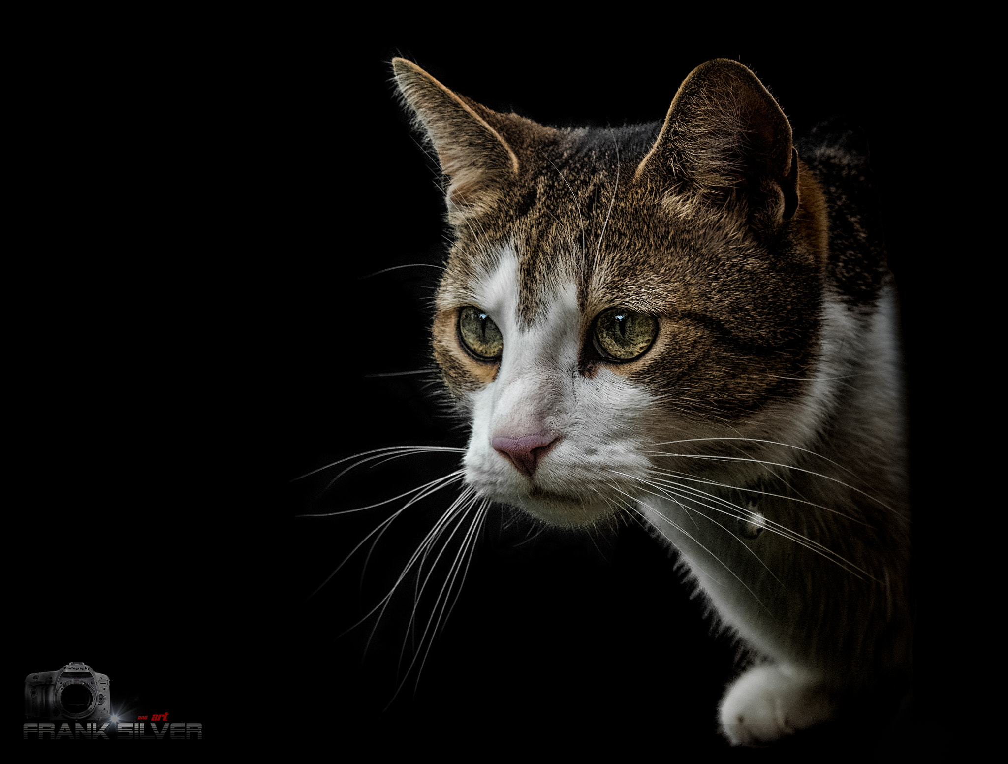 Sigma 70-200mm F2.8 EX DG OS HSM sample photo. On the hunt photography