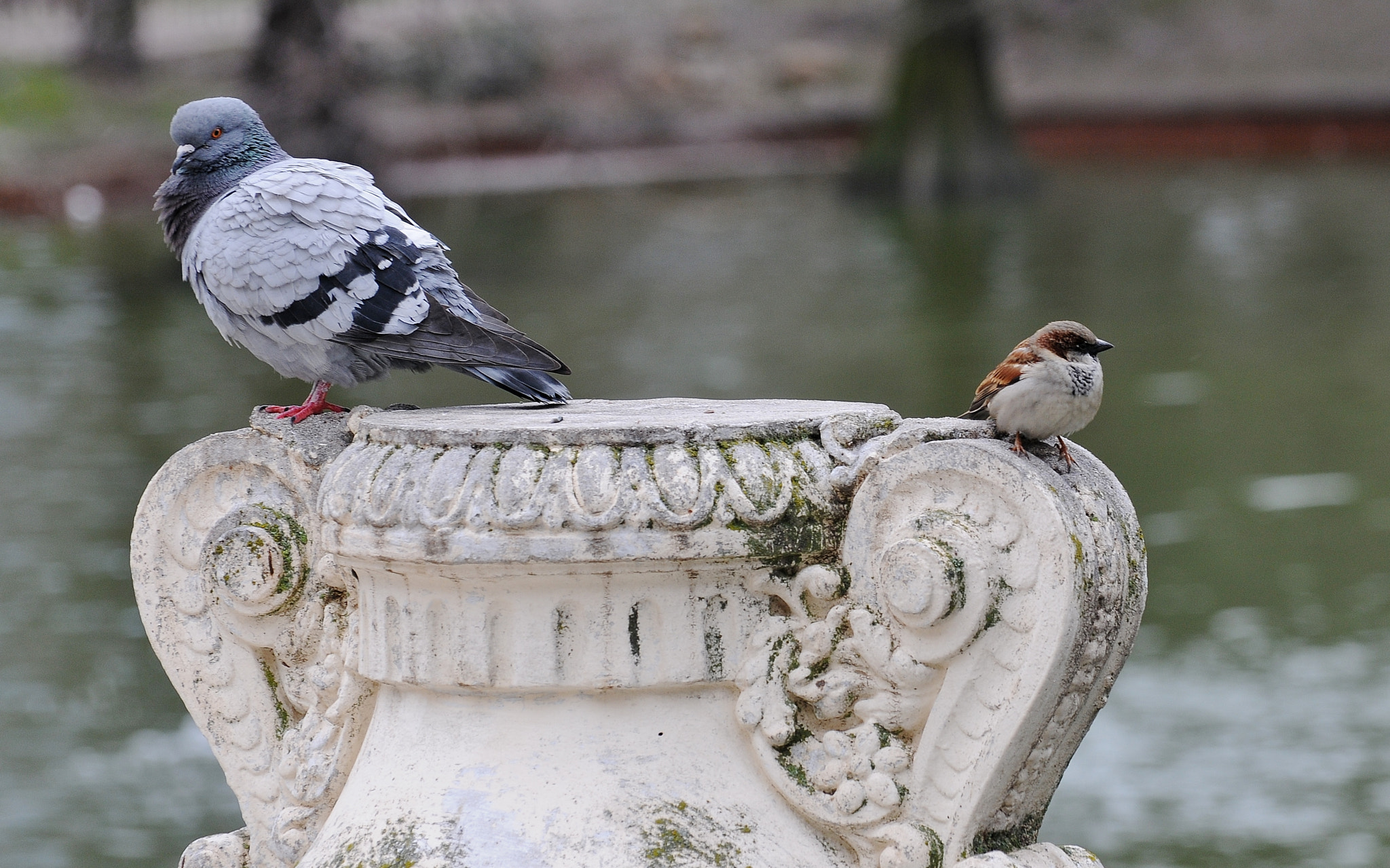 Nikon D300 sample photo. Not friends photography