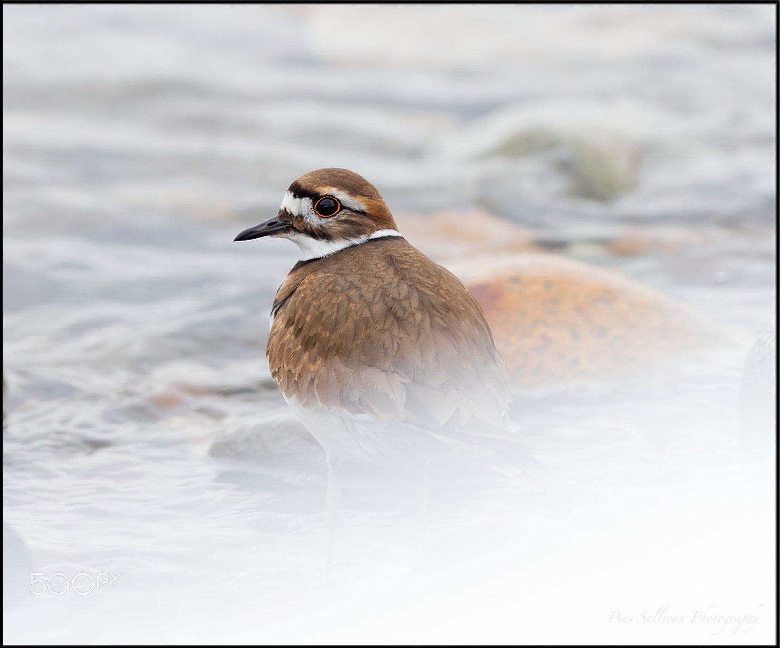 Canon EF 400mm F2.8L IS II USM sample photo. Kill deer photography