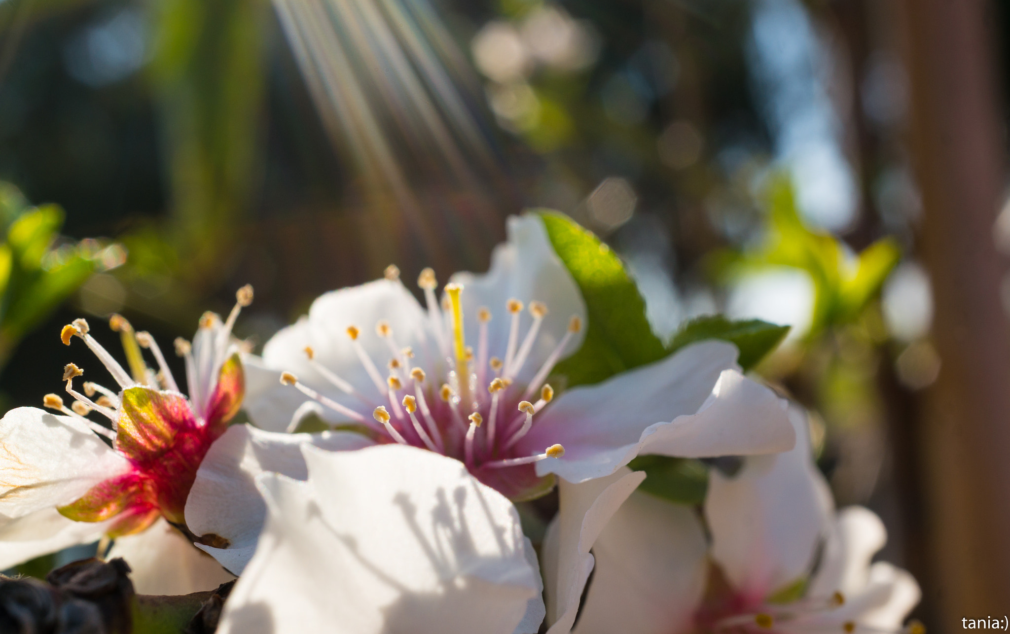 Sony Alpha NEX-5T sample photo. At the park photography