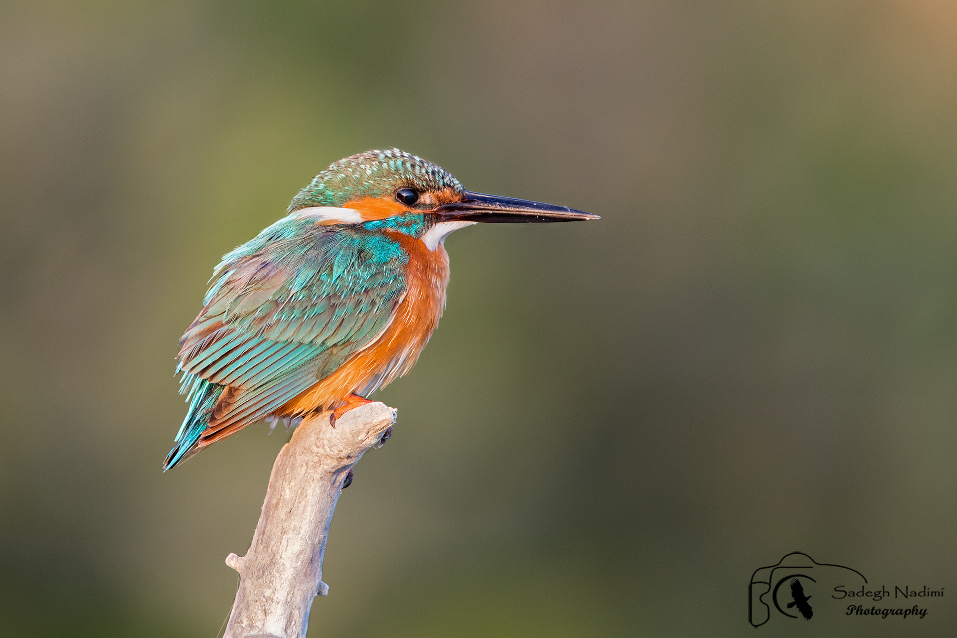 Canon EF 600mm F4L IS II USM sample photo