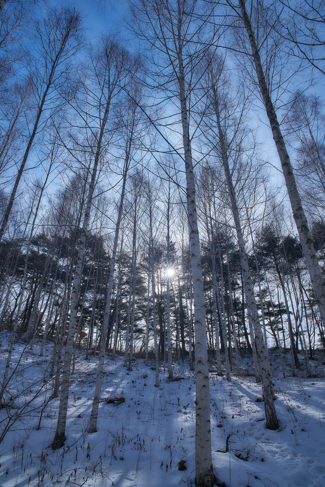 24-70mm F2.8 sample photo. White snow and tree photography