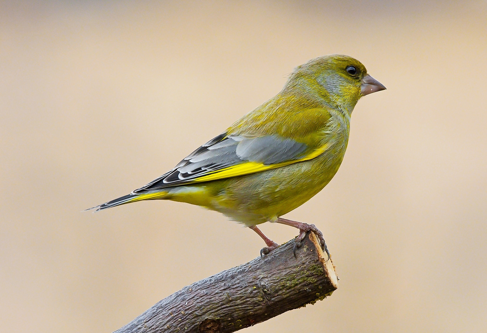 Nikon D7200 + Sigma 120-400mm F4.5-5.6 DG OS HSM sample photo. Greenfinch photography