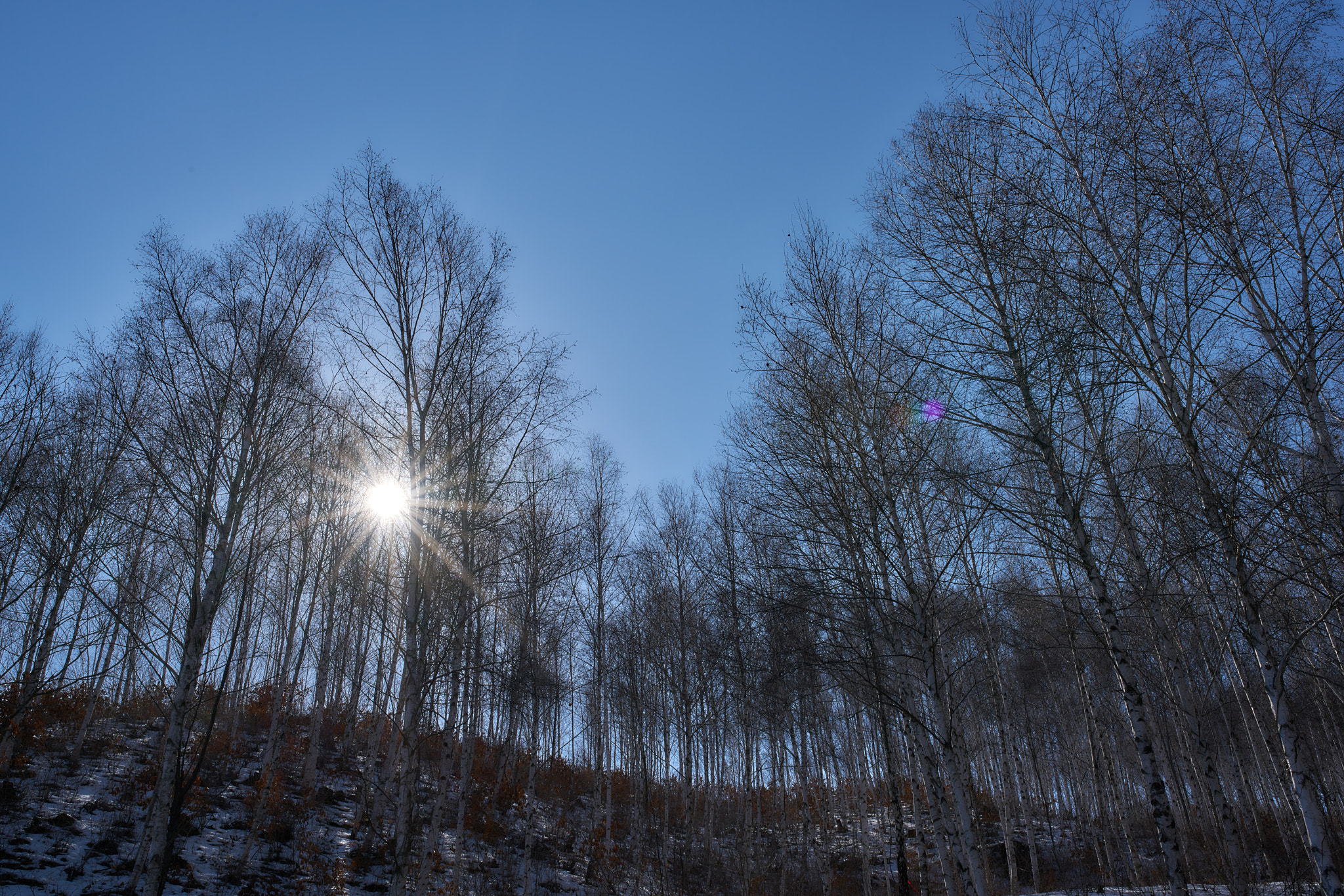 35mm F1.4 sample photo. Block the sun photography