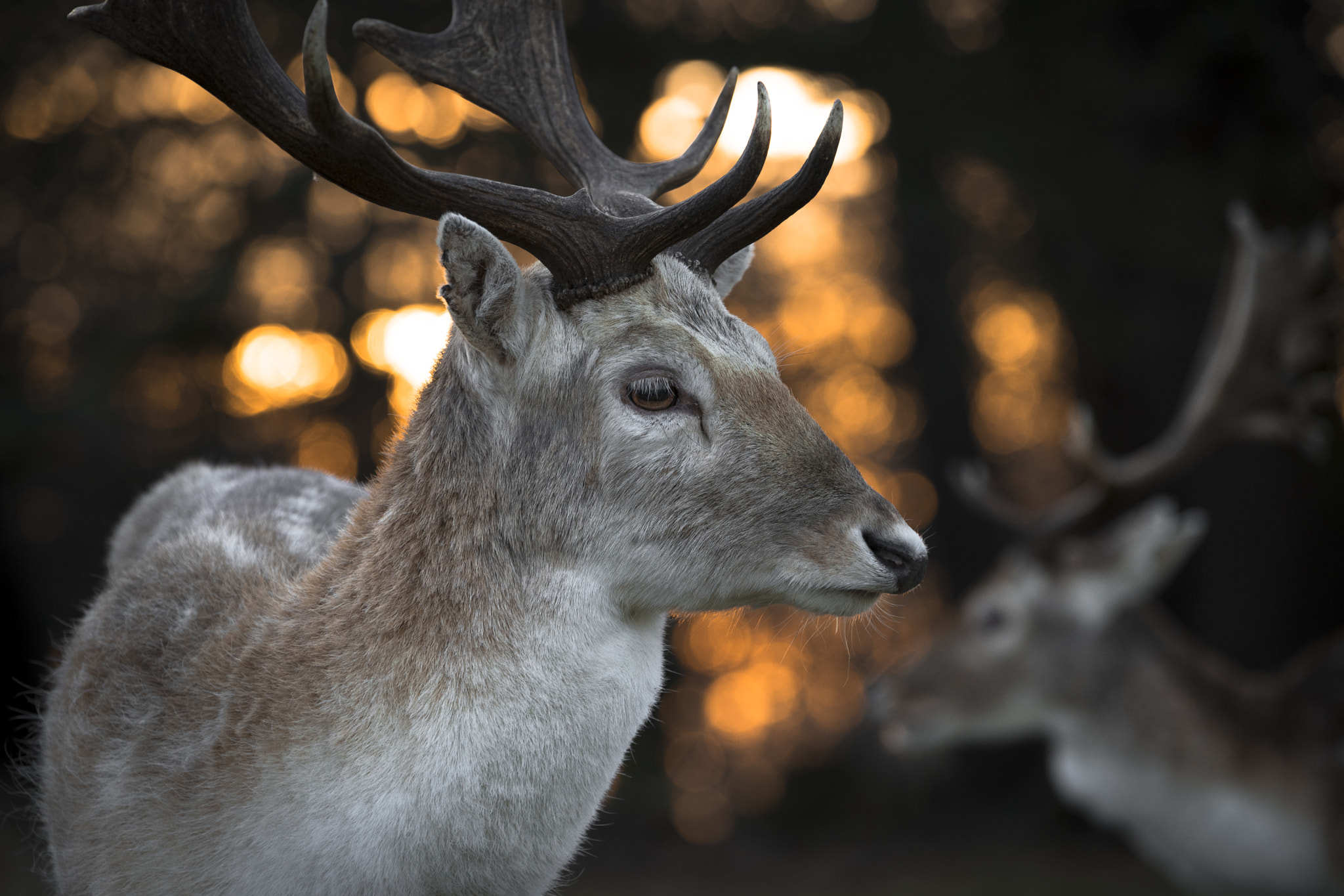 Sony a7 + Sony FE 70-200mm F4 G OSS sample photo. Well, i guess i like deers... photography