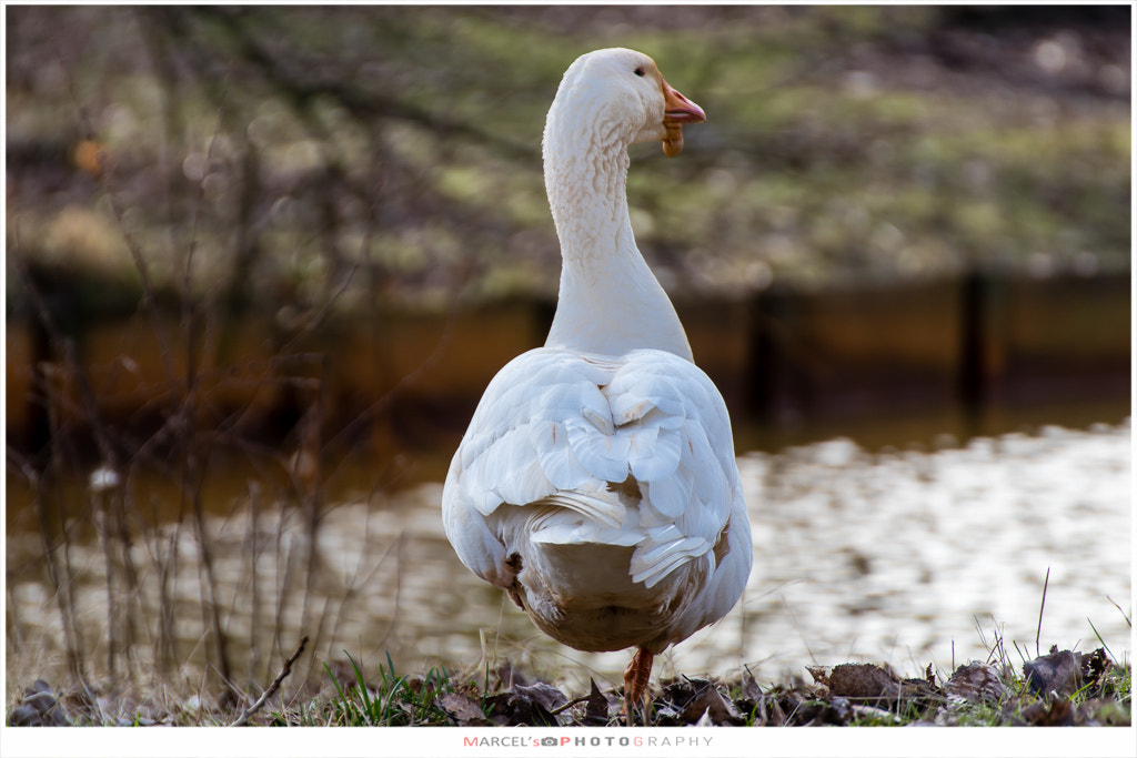 Canon EOS 80D + Tamron SP 35mm F1.8 Di VC USD sample photo. Goose in perfect balance photography