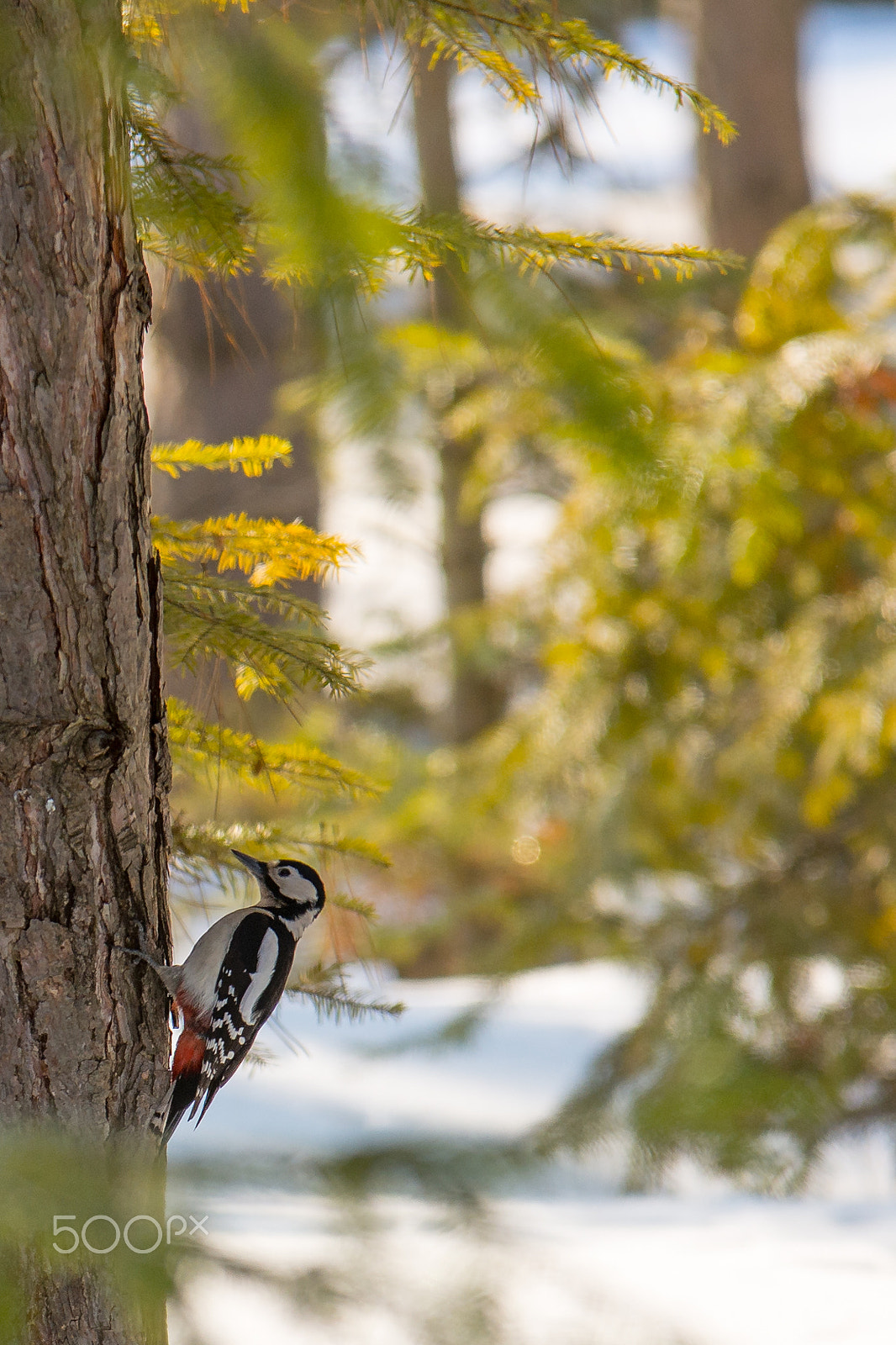 Nikon D7200 + Sigma 70-200mm F2.8 EX DG OS HSM sample photo. Woodpecker photography