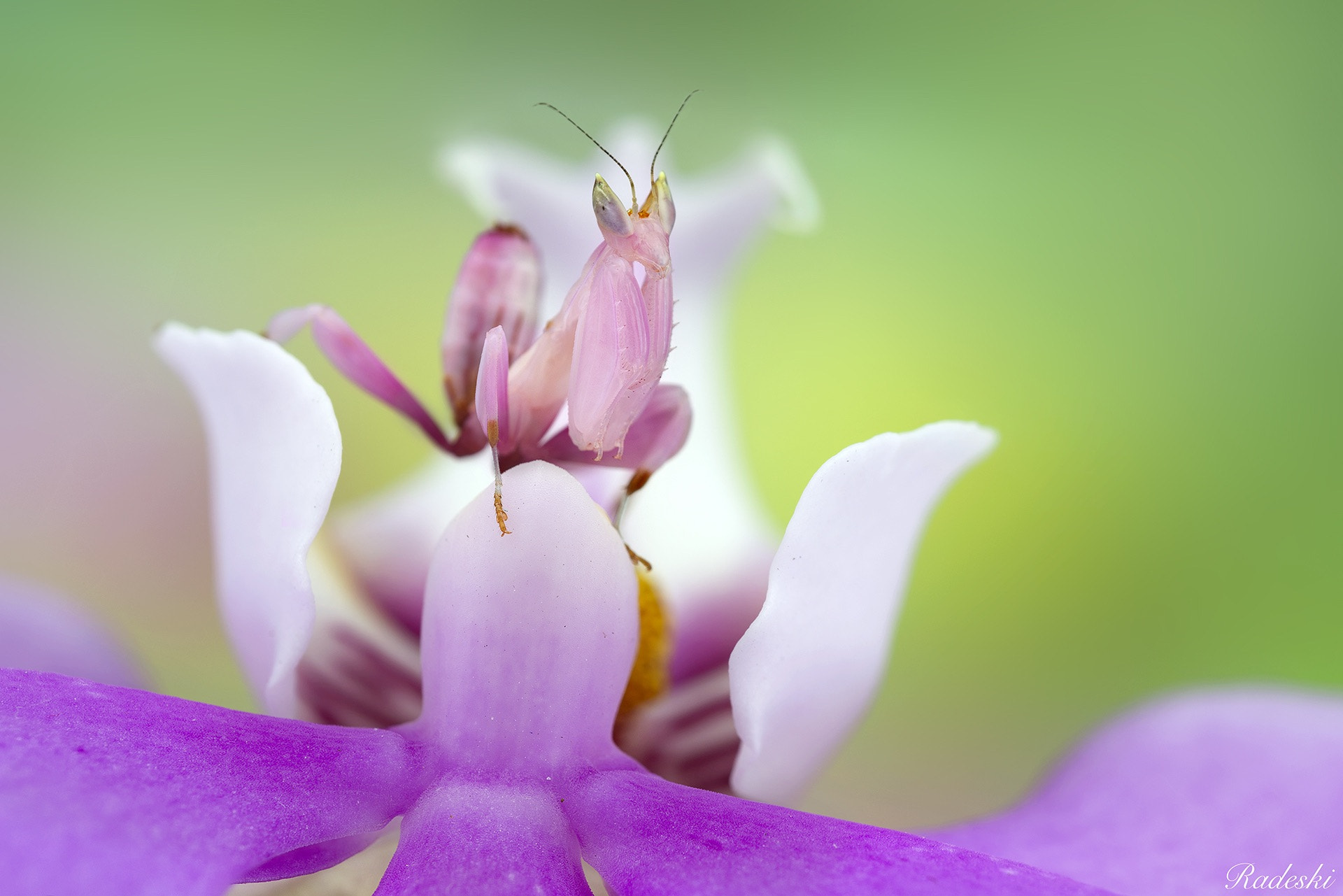 Nikon D800E sample photo. Mantide orchidea photography