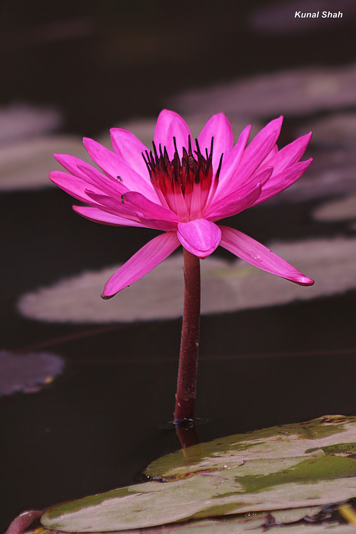 Canon EF 70-300mm F4-5.6 IS USM sample photo. Water lily photography