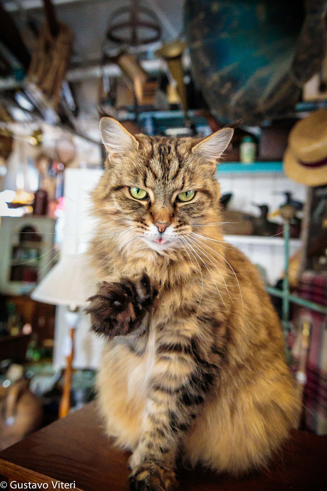 Canon EOS 6D sample photo. Antique store kitty photography