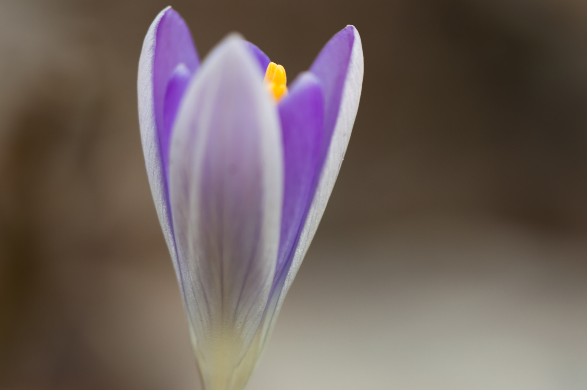Nikon D3200 sample photo. How fragile we are photography