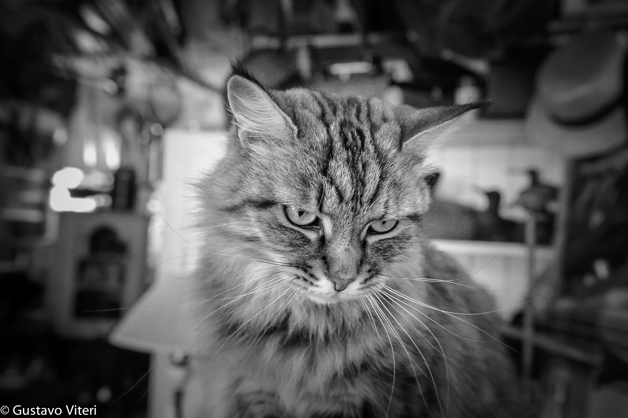 Sigma 18-35mm f/1.8 DC HSM sample photo. Coy photography