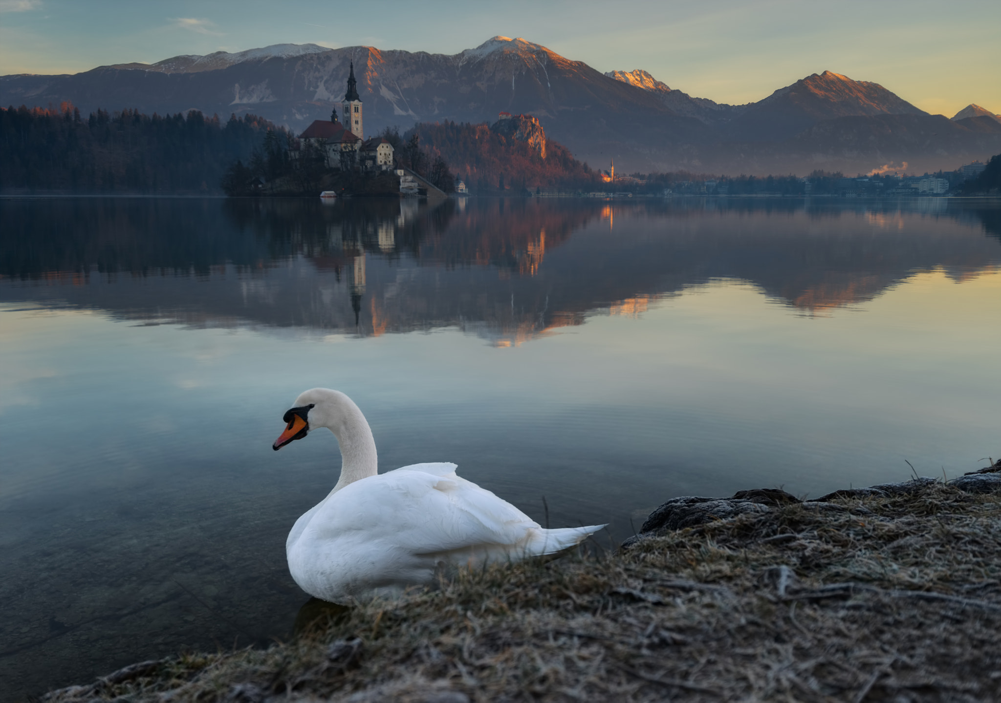 Sony a7R sample photo. Swan lake photography