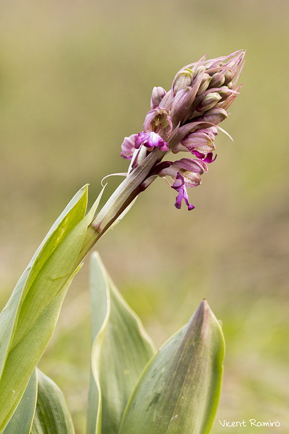 Sigma 105mm F2.8 EX DG OS HSM sample photo. Barlia robertiana photography