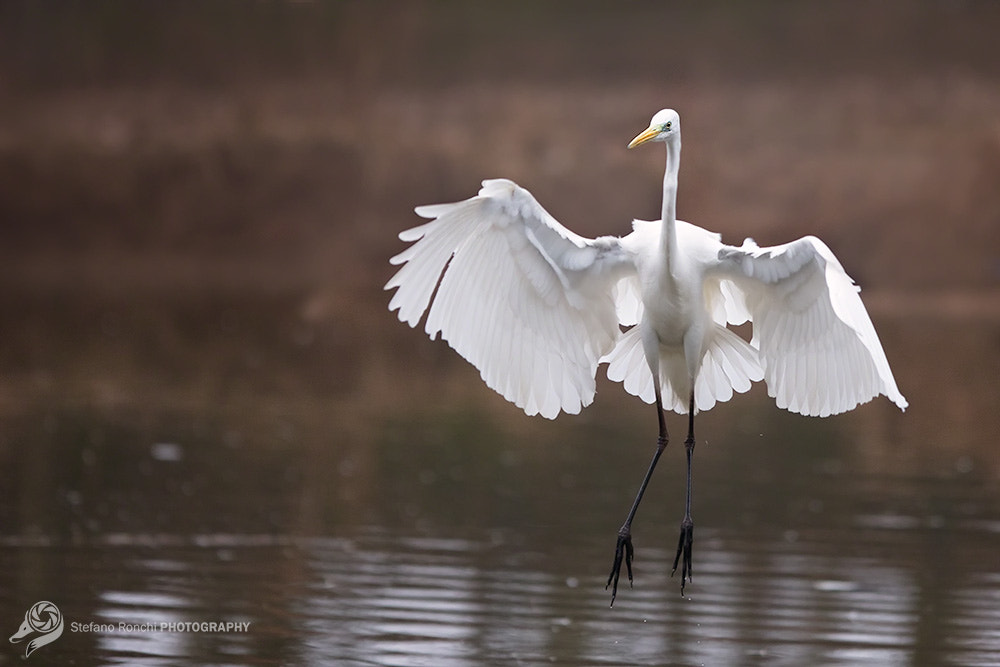 Canon EF 300mm F2.8L IS USM sample photo. Landing photography